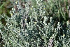 Helichrysum italicum