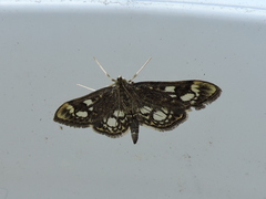Anania coronata