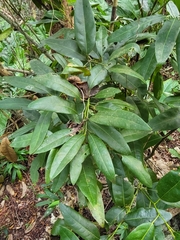 Hyperbaena laurifolia