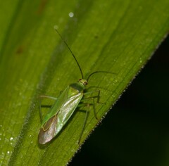 Calocoris