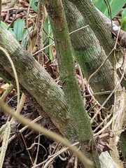 Hyperbaena laurifolia