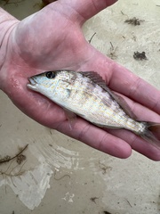 Orthopristis chrysoptera