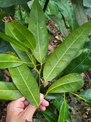 Hyperbaena laurifolia