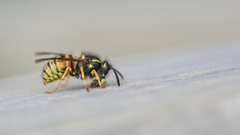 Dolichovespula norwegica