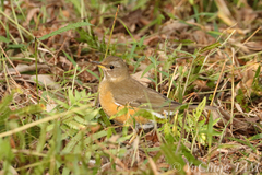 Turdus chrysolaus