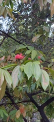 Calliandra trinervia