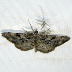 Peribatodes secundaria