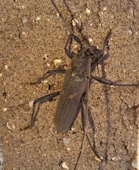 Knulliana cincta