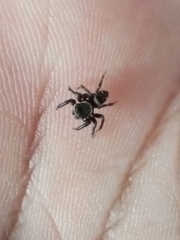 Hasarius adansoni