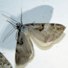 Aplocera praeformata