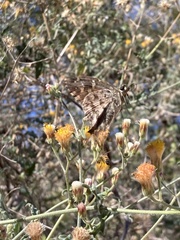 Thorybes dorantes calafia