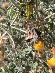 Thorybes dorantes calafia