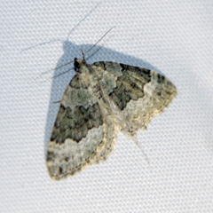 Colostygia aptata