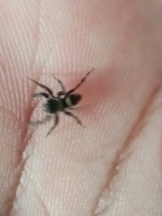 Hasarius adansoni