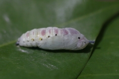 Hasora badra
