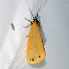 Setina irrorella