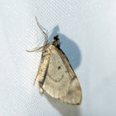 Thera obeliscata