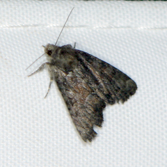 Oligia latruncula