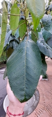 Croton mutisianus