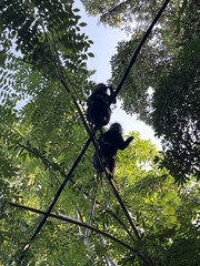 Semnopithecus vetulus