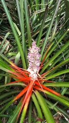 Bromelia