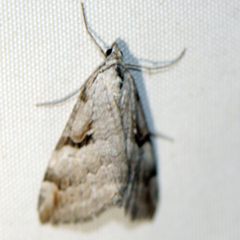 Aplocera praeformata