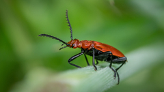 Pyrochroa serraticornis