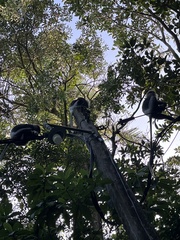 Semnopithecus vetulus