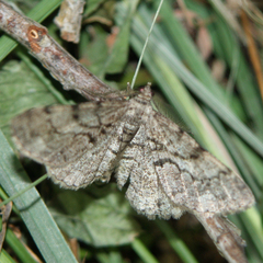 Peribatodes secundaria