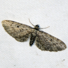 Eupithecia absinthiata