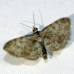 Eupithecia abbreviata