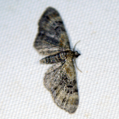Eupithecia linariata