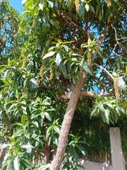 Escallonia pendula
