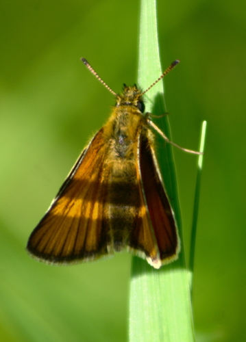 Essex Skipper photo 6
