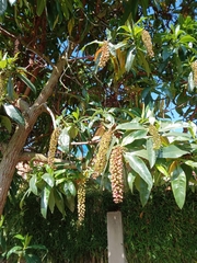 Escallonia pendula