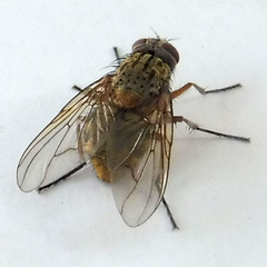 Muscina stabulans