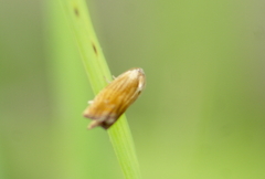 Eucosma umbrastriana