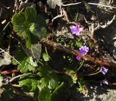 Geranium pyrenaicum