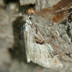 Aplocera praeformata