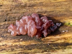 Phaeotremella foliacea