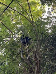 Semnopithecus vetulus