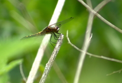 Leucorrhinia intacta