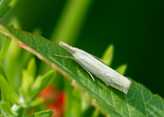 Crambus saltuellus