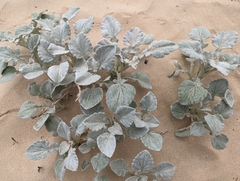 Arctotheca populifolia