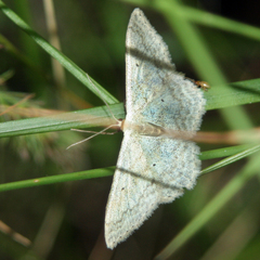 Scopula incanata