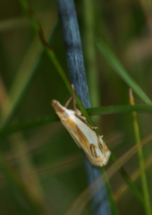 Crambus agitatellus