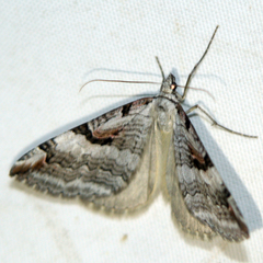 Aplocera praeformata