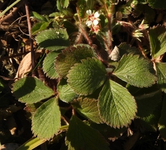 Potentilla micrantha