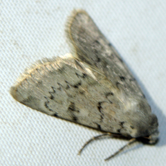 Epipsilia grisescens