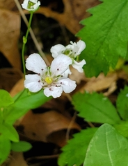 Moehringia lateriflora